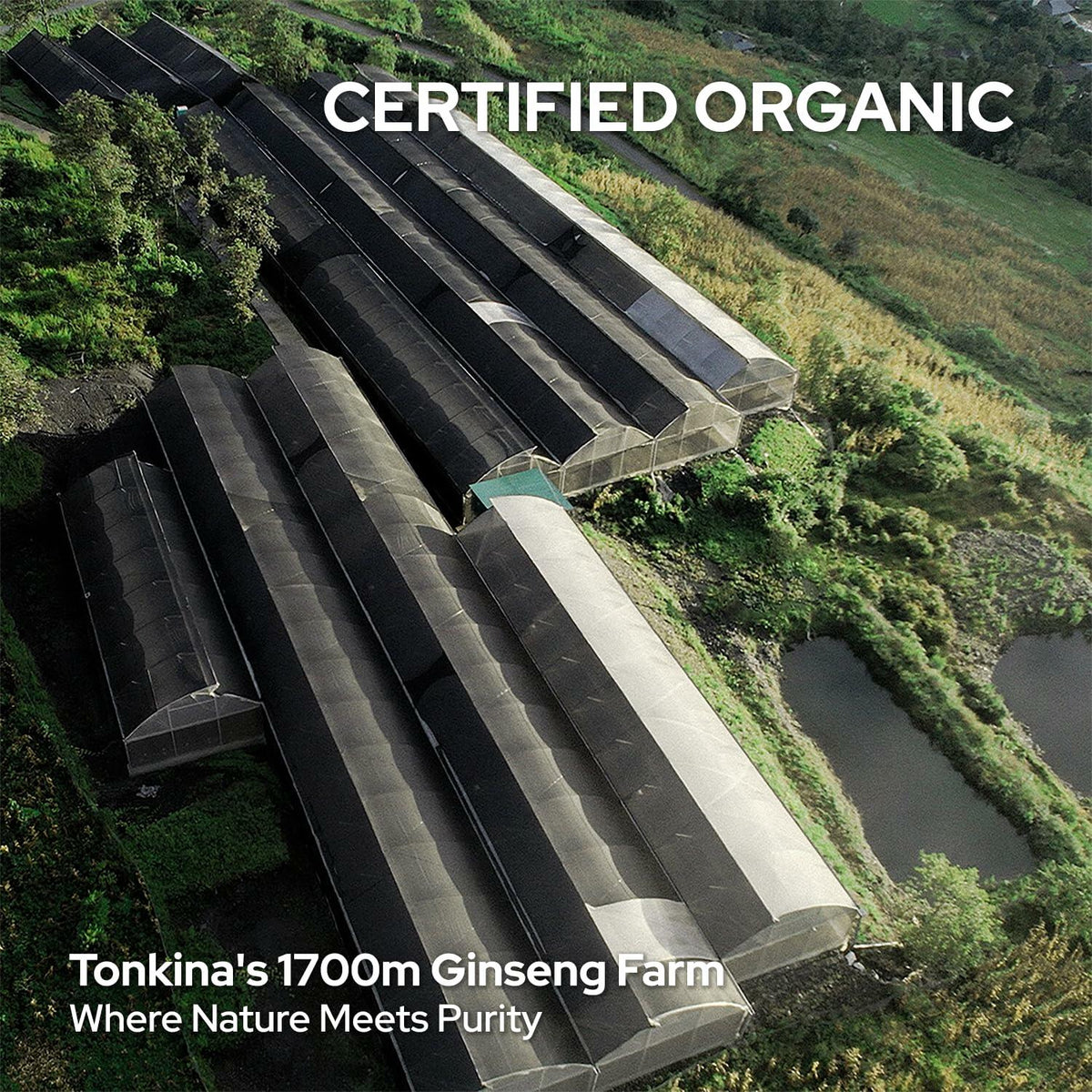 Tonkina Youth 1700 Trio Set Vietnamese Ginseng Serum Eye Cream Bakuchiol