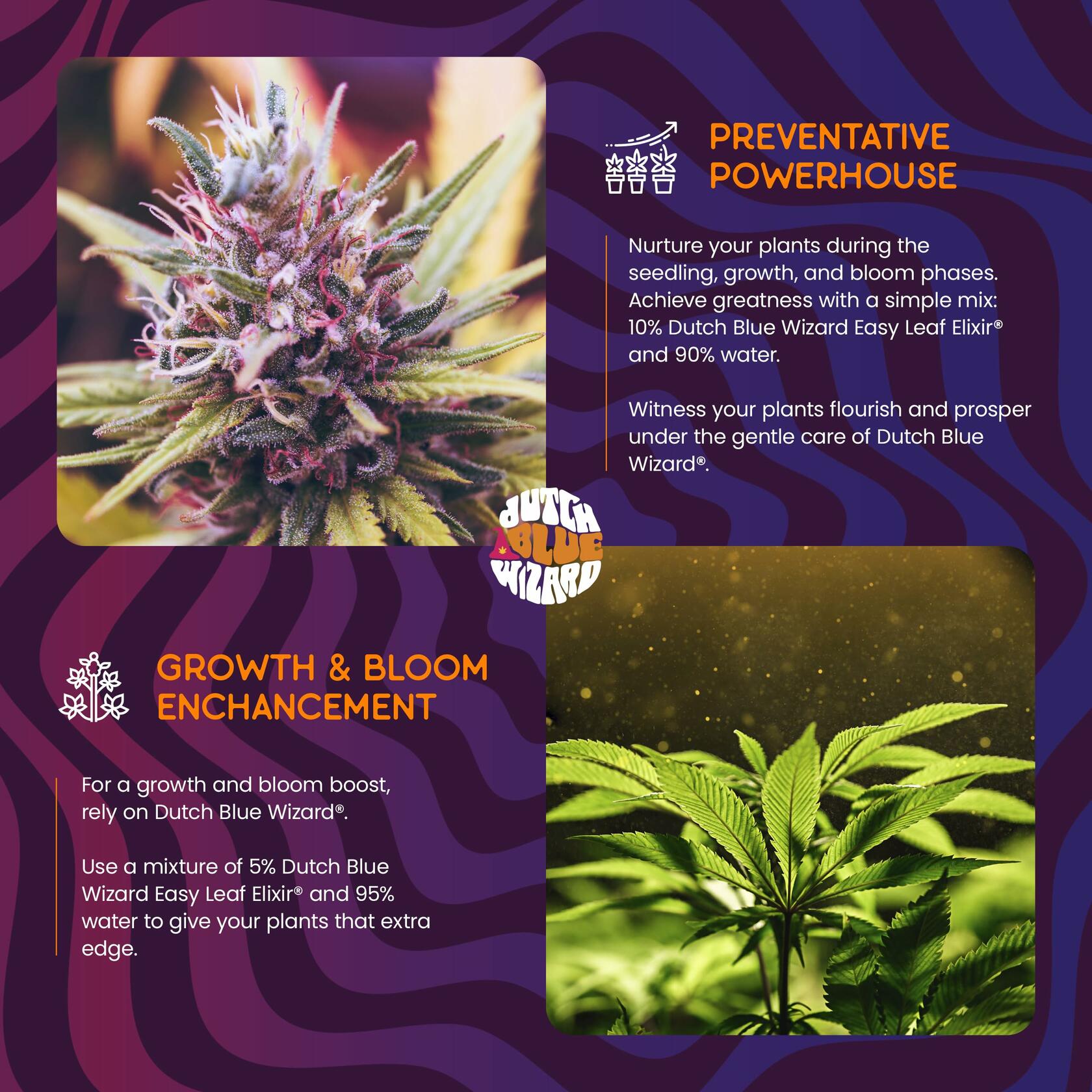 Dutch Blue Wizard Easy Leaf Elixir Plant Food Hydroponics Liquid Nutrient